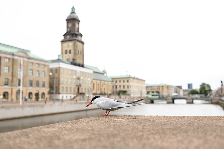 Bilder på svenska städer